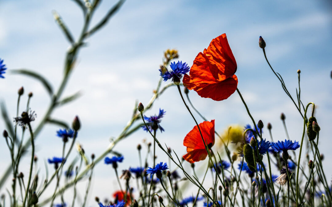 La plenen bli en vakker blomstereng